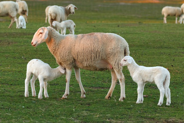 Beautiful lambs in the landscape