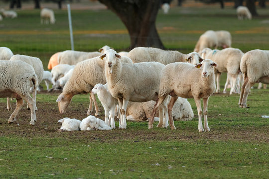 Beautiful lambs and sheeps
