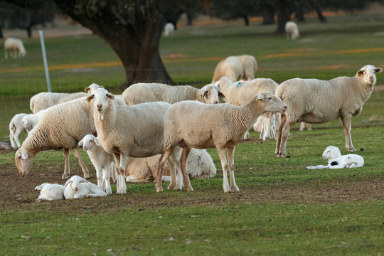 Beautiful lambs and sheeps