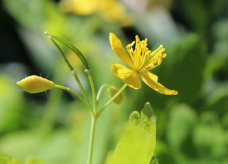 Obraz premium The pretty yellow flower of Chelidonium majus, also known as Greater Celandine.