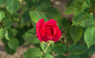 Garden rose flower