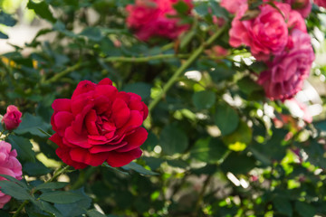 Garden rose flower