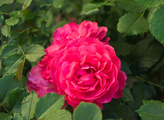 Garden rose flower