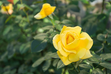 Garden rose flower