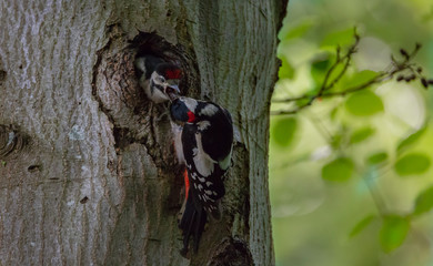 Great spotted Woodpecker