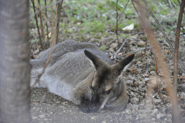 Sleeping kangaroo in the park. Australian animal in the wildlife