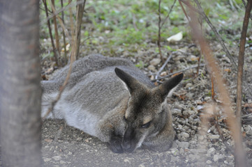 Naklejka na ściany i meble Sleeping kangaroo in the park. Australian animal in the wildlife