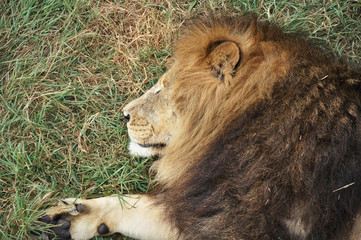 The lion face in safari nature. Closeup dangerous cat in the green nature