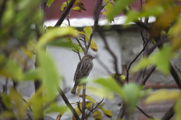 Sparrow bird on a tree, surrounded by leaves