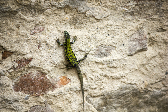 lizard on a wall