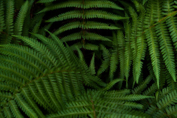 Fototapeta na wymiar green ferns