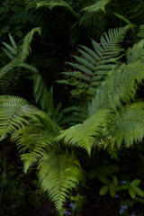 forest ferns