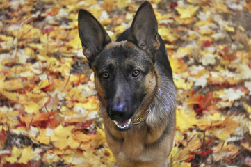 German Shepherd in colurful autumn leaves. Dog outdoors. Clever puppy looking