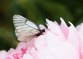 butterfly black-veined white on pink Peony  in the garden