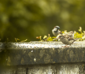 The birds on the feeding time - natural scenery
