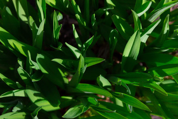 fresh spring green grass in the sunlight, close-up, top view