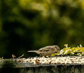The birds on the feeding time - natural scenery