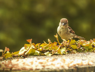 The birds on the feeding time - natural scenery