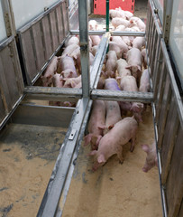 Pig transport. Agriculture. Farming