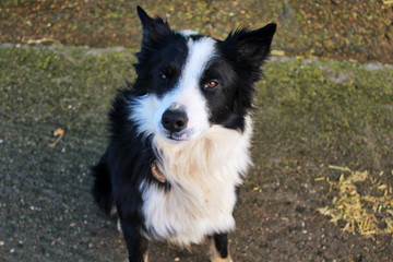 Curious dog in the countryside