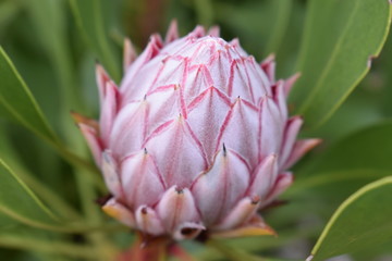 Colorful pink King Protea in the Botanical Garden in Cape Town in South Africa – the national flower of South Africa