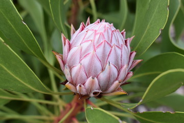 Colorful pink King Protea in the Botanical Garden in Cape Town in South Africa – the national flower of South Africa