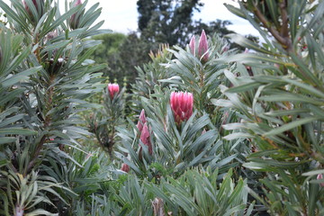Colorful pink King Protea plants in the Botanical Garden in Cape Town in South Africa – the national flower of South Africa