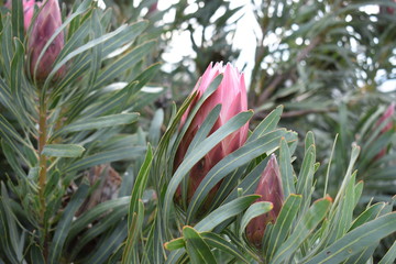 Colorful pink King Protea plants in the Botanical Garden in Cape Town in South Africa – the national flower of South Africa
