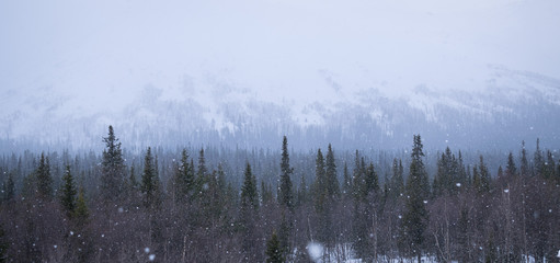 winterbos in de bergen, sneeuwstorm, sneeuwval, romantiek.
