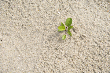 A small green tree grow on the sand.