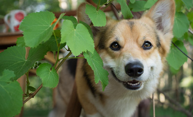 The dog Welsh Corgi pembroke rests on the veranda of his house.
