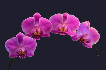 Fototapeta na wymiar Dendrobium Orchid
