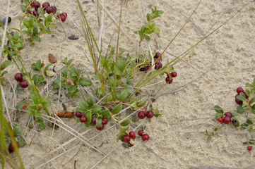Red ripe cowberry grow on the sand in the green forest