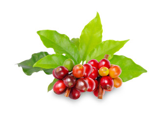 Red coffee beans on a branch of coffee tree on white background