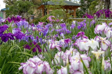 Irises in Horikiri iris garden / Horikiri iris garden is a garden free of admission fee located in Katsushika Ward, Tokyo, Japan