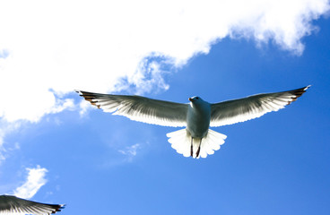 Big seagull in blue sky with white clouds over the lake Baikal, Sunny summer day flying birds