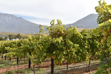 Deurstickers Famous Groot Constantia Wine Estate in Cape Town, South Africa © places-4-you