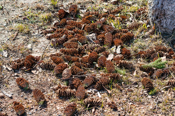 Obraz premium Ripe cones of spruce lie on the ground in early spring 