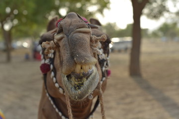 camel eating portrait in Rajasthan desert