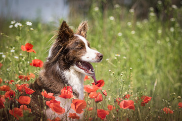 Border Collie in Mohnblumen