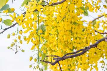 Golden shower or Cassia fistula, yellow flowers blooming on tree in summer, Thai call Ratchaphruek flowers, Our Thai national flower. Selective focus.