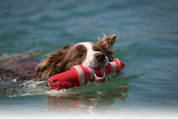 Border Collie hat Spaß im Wasser