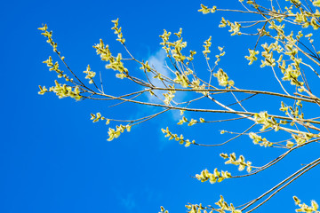 Blossoming branch of a willow salix krasnotal close up on sky background, spring landscape  
