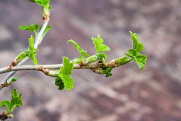 Black currant branch with buds in early spring in the garden, landscape spring
