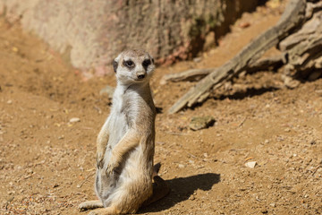Surikata, Meerkat is sitting on the ground and looking around