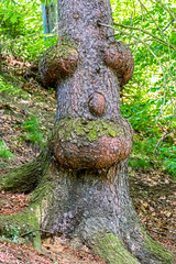 Ein Gesicht im Baum