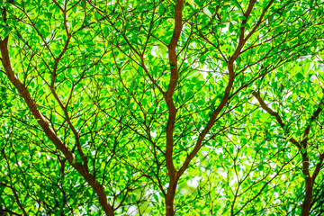 Greenery forest trees in summer, natural background.