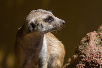 Fototapeta premium portrait of surikata, Meerkat and blurred background