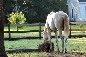 Thin Grey Horse Eating from Hay Net