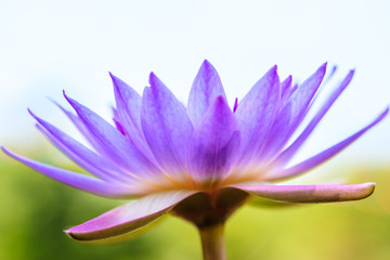 Close up of beautiful purple lotus or water lily blooming in the garden with shallow depth of field and selective focus. Beautiful natural flower background.